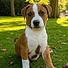 adorable, animal, brown_and_white, canine, cute, daylight, dog, grass, leaf, nature, outdoor, park, pet, playful, portrait, puppy, sitting, sunlight, tree, young