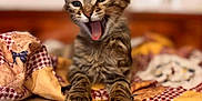 Vico a rejoint le concours — aidez-le/la à gagner de superbes lots ! kitten, cat, tabby, tongue_out, yawning, pet, animal, cute, feline, indoor, quilt, blanket, cozy, fur, whiskers, paws, bed, relaxed, small, young