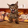 kitten, cat, tabby, tongue_out, yawning, pet, animal, cute, feline, indoor, quilt, blanket, cozy, fur, whiskers, paws, bed, relaxed, small, young