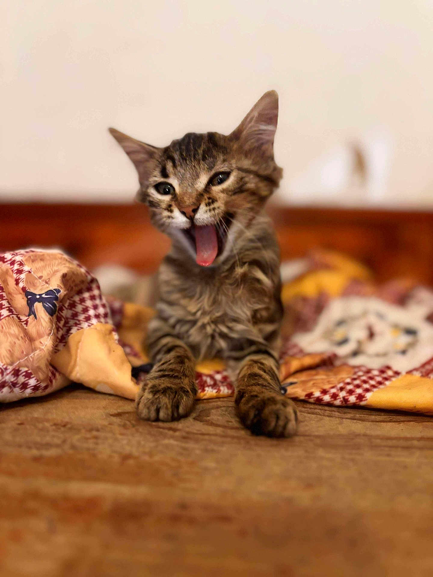 Vico a rejoint le concours — aidez-le/la à gagner de superbes lots ! kitten, cat, tabby, tongue_out, yawning, pet, animal, cute, feline, indoor, quilt, blanket, cozy, fur, whiskers, paws, bed, relaxed, small, young