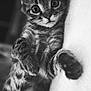 Vico a rejoint le concours — aidez-le/la à gagner de superbes lots ! cat, kitten, animal, pet, feline, lying_down, curious, whiskers, closeup, black_and_white, spots, paw, cute, relaxed, fur, indoor, portrait, young, playful, adorable