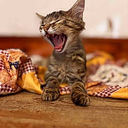 Vico participe au concours pour gagner de l'argent avec cette photo : kitten, cat, yawning, paws, tabby, fur, quilt, bed, cozy, sleepy, mouth_open, teeth, indoor, cute, pet, animal, whiskers, closeup, relaxed, feline