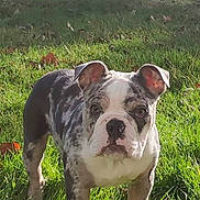 Sushi a rejoint le concours — aidez-le/la à gagner de superbes lots ! dog, puppy, bulldog, brindle, short_muzzle, wrinkled_face, ears, paws, grass, backyard, fence, leaf, sunlight, outdoor, portrait, pet, standing, greenery, cute, young