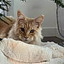Arès a rejoint le concours — aidez-le/la à gagner de superbes lots ! cat, orange_tabby, fluffy, indoor, blanket, fur, pet, curious, relaxed, pine_branches, cozy, floor, home, animal, whiskers, ears, face, feline, soft, resting