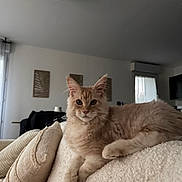 Arès a rejoint le concours — aidez-le/la à gagner de superbes lots ! cat, fluffy, orange_cat, indoor, living_room, couch, pillows, cozy, relaxed, pet, fur, feline, curious, home_decor, window, modern, soft_light, animal, resting, comfortable