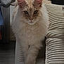 Arès participe au concours pour gagner de l'argent avec cette photo : cat, fluffy, cream_colored, indoor, furniture, pillow, cozy, pet, animal, walking, focused, whiskers, ears, fur, claws, home, cute, domestic_cat, portrait, curious