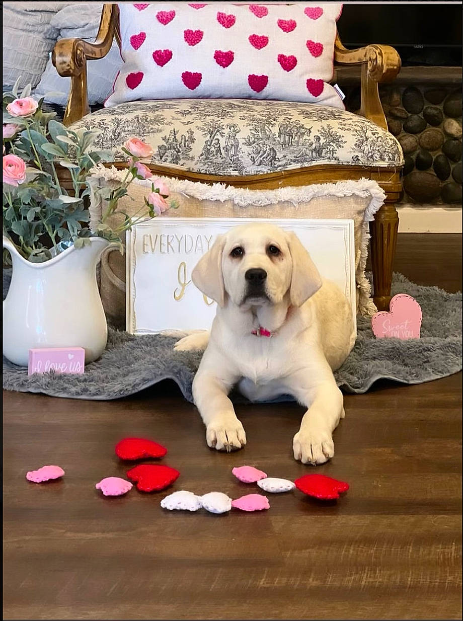 Luz is registered to the contest to win money with this photo: carnivore, comfort, companion_dog, couch, dog, fawn, floor, flooring, furniture, interior_design, living_room, picture_frame, pillow, pink, plant, rectangle, studio_couch, table, textile, white