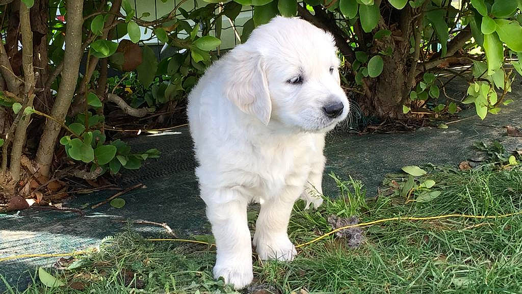 Romeo a rejoint le concours — aidez-le/la à gagner de superbes lots ! ancient_dog_breeds, canidae, carnivore, companion_dog, dog, dog_breed, fur, grass, groundcover, livestock_guardian_dog, mammal, polish_tatra_sheepdog, puppy, shrub, snout, sporting_group, working_animal, working_dog