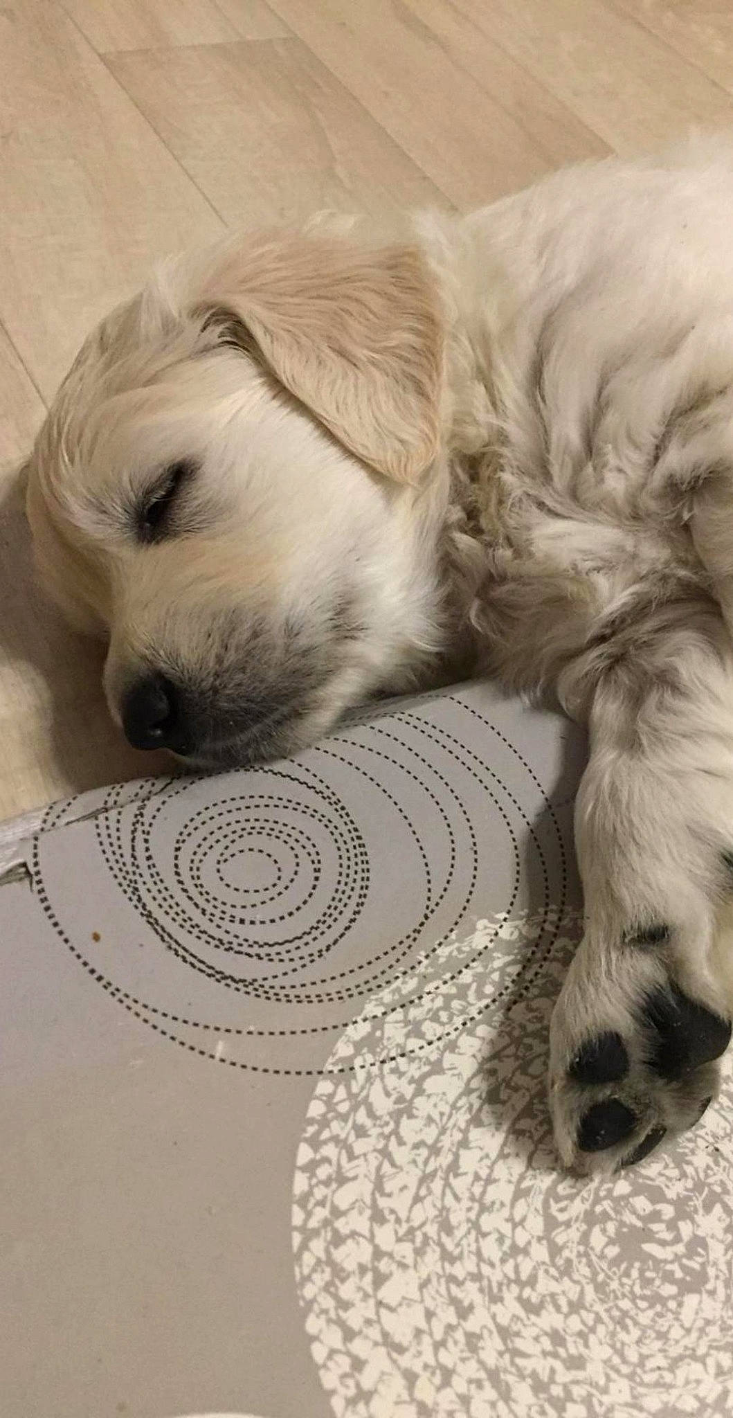 Romeo participe au concours pour gagner de l'argent avec cette photo : canidae, carnivore, companion_dog, dog, dog_bed, dog_breed, dog_supply, doily, fur, home_accessories, linens, paw, pet_supply, snout, sporting_group, whiskers, working_animal, working_dog