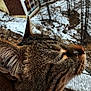 Katsou participe au concours pour gagner de l'argent avec cette photo : cat, tabby_cat, close_up, whiskers, snow, outdoor, window, animal, fur, nose, winter, nature, pet, face, profile, relaxation, domestic_animal, sleepy, background, daylight