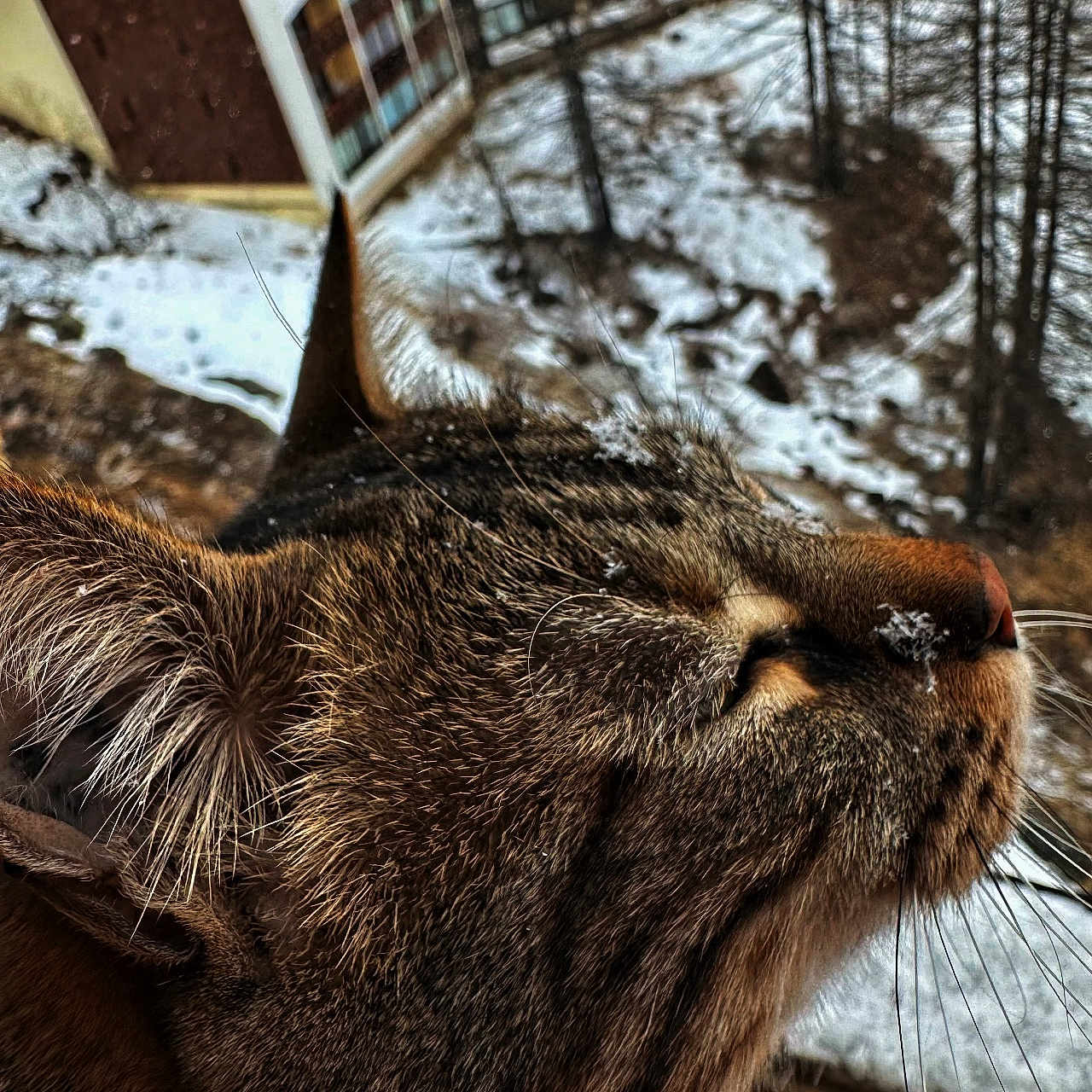 Katsou participe au concours pour gagner de l'argent avec cette photo : animal, background, cat, close_up, daylight, domestic_animal, face, fur, nature, nose, outdoor, pet, profile, relaxation, sleepy, snow, tabby_cat, whiskers, window, winter