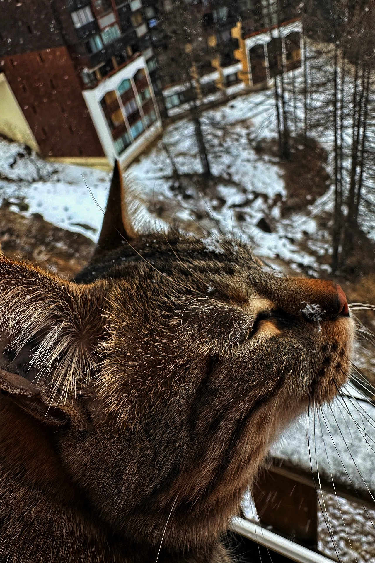 Katsou participe au concours pour gagner de l'argent avec cette photo : cat, tabby_cat, close_up, whiskers, snow, outdoor, window, animal, fur, nose, winter, nature, pet, face, profile, relaxation, domestic_animal, sleepy, background, daylight
