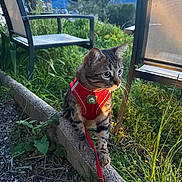 Katsou participe au concours pour gagner de l'argent avec cette photo : cat, tabby_cat, harness, leash, outdoor, grass, concrete, chair, mountain, nature, sunlight, pet, animal, curious, balance, greenery, daylight, feline, garden, scenic
