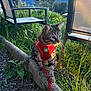 cat, tabby_cat, harness, leash, outdoor, grass, concrete, chair, mountain, nature, sunlight, pet, animal, curious, balance, greenery, daylight, feline, garden, scenic