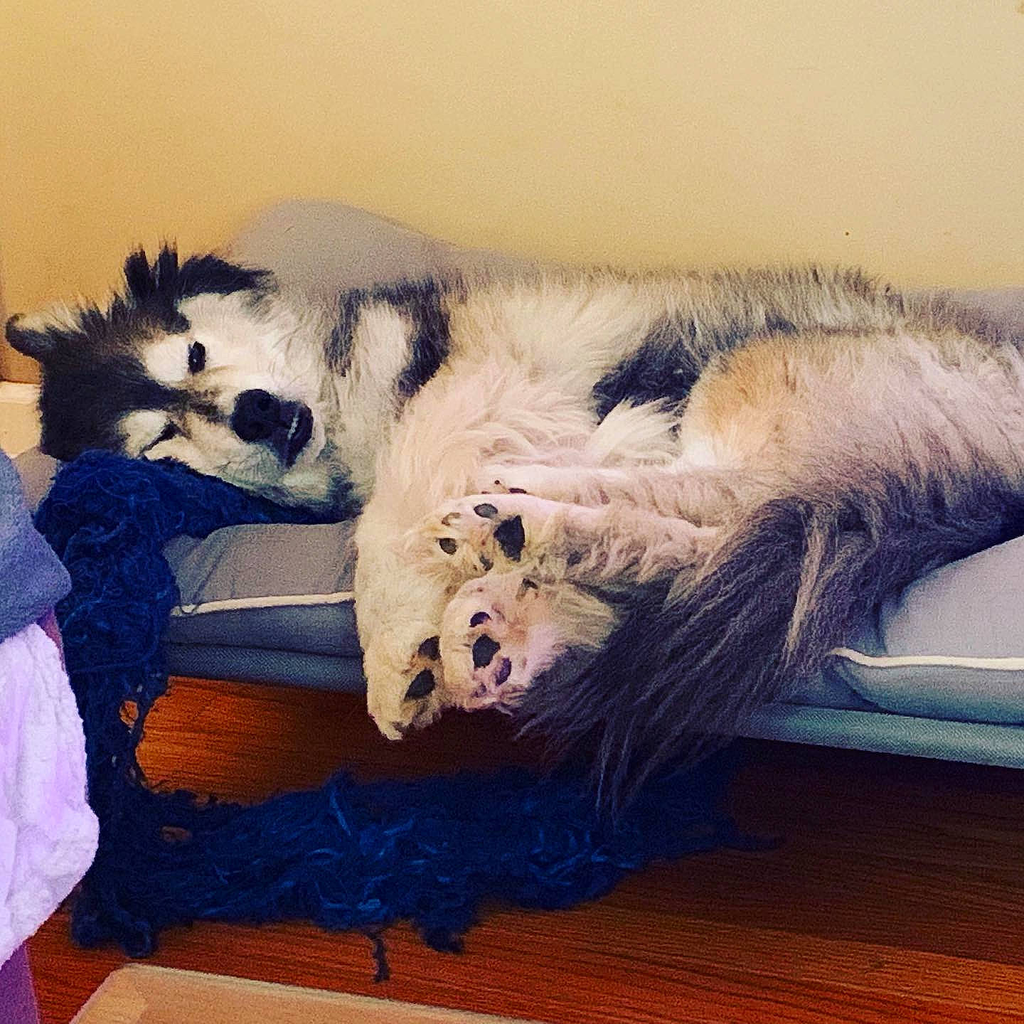 Beauty joined the competition — help win amazing prizes! alaskan_malamute, canidae, carnivore, cat, dog, fur, paw, siberian_husky, sporting_group, tail