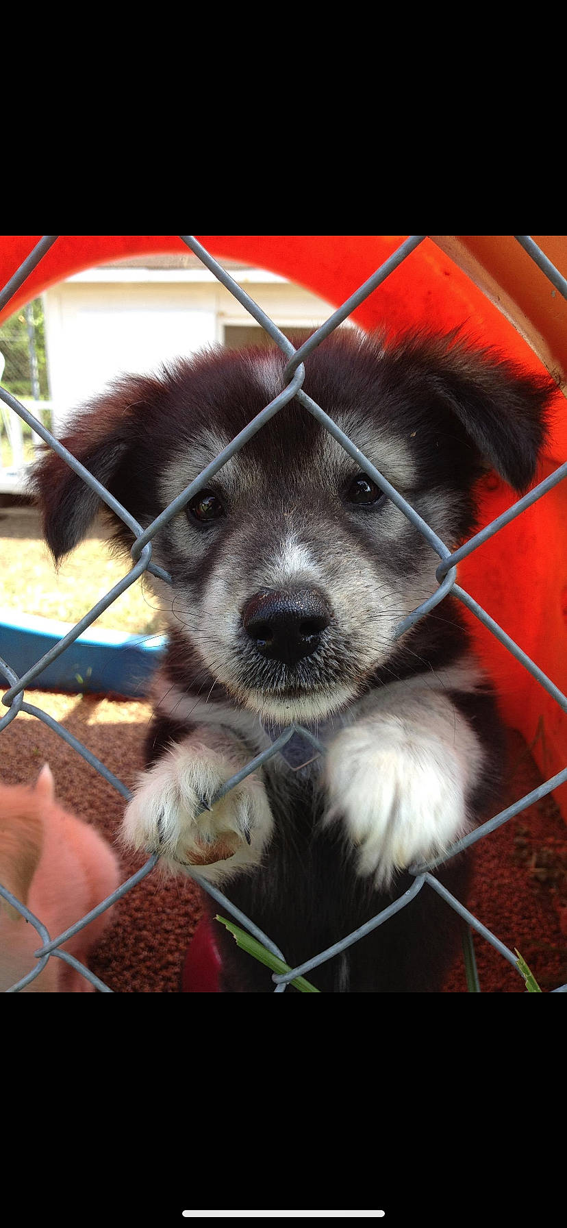 Beauty joined the competition — help win amazing prizes! animal_shelter, border_collie, canidae, carnivore, dog, dog_breed, mammal, puppy, snout, sporting_group, vertebrate