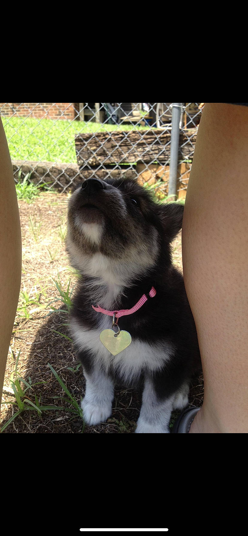 Beauty joined the competition — help win amazing prizes! canidae, carnivore, companion_dog, dog, dog_breed, mammal, puppy, shih_tzu, siberian_husky, sporting_group, vertebrate