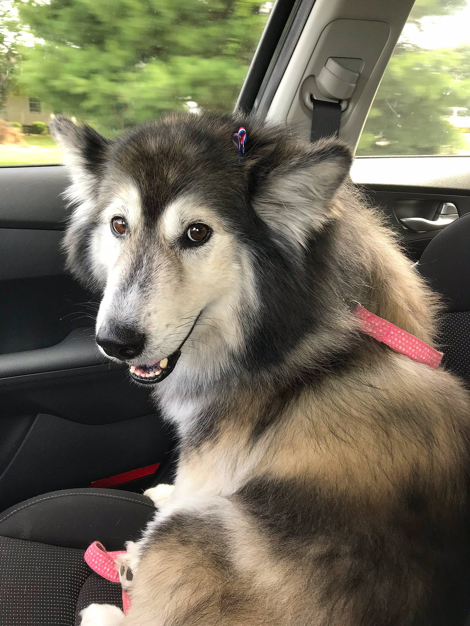 Beauty is registered to the contest to win money with this photo: alaskan_klee_kai, alaskan_malamute, canadian_eskimo_dog, canidae, carnivore, dog, dog_breed, mammal, native_american_indian_dog, northern_inuit_dog, sakhalin_husky, seppala_siberian_sleddog, siberian_husky, sled_dog, snout, tamaskan_dog, utonagan, vertebrate, wolfdog, working_dog