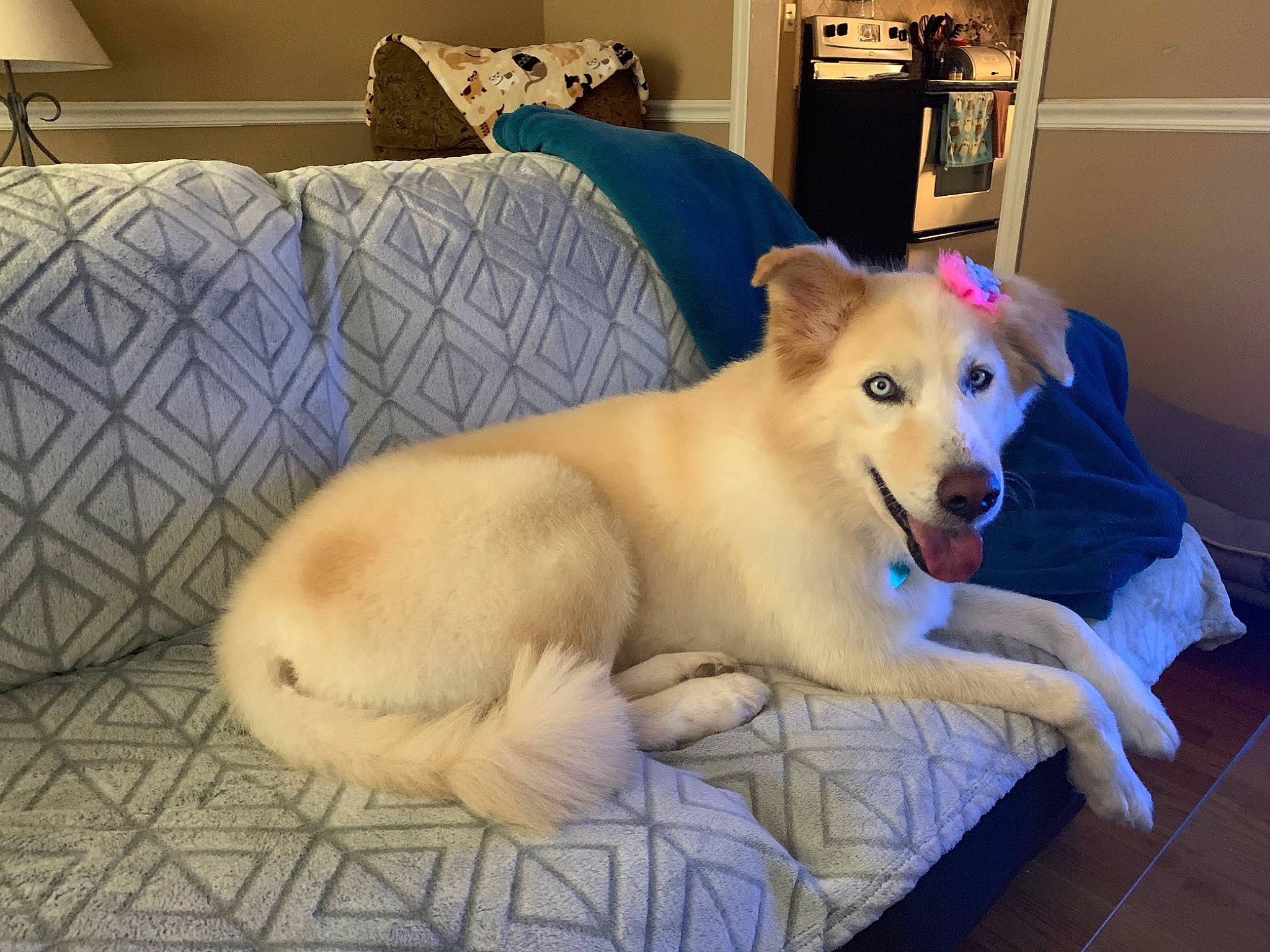 Cinderella joined the competition — help win amazing prizes! bed, canaan_dog, canidae, carnivore, carolina_dog, companion_dog, dog, dog_breed, labrador_husky, mammal, norwegian_buhund, vertebrate