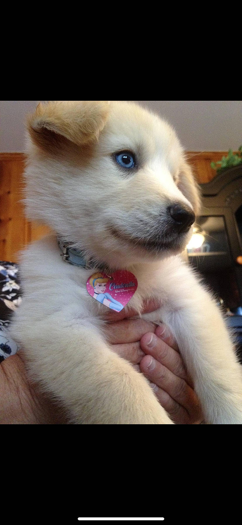 Cinderella is registered to the contest to win money with this photo: berger_blanc_suisse, canidae, carnivore, companion_dog, dog, dog_breed, indian_spitz, japanese_spitz, kintamani, kishu, korean_jindo_dog, labrador_husky, mammal, pungsan_dog, puppy, rare_breed_dog, samoyed, vertebrate, volpino_italiano, white_shepherd