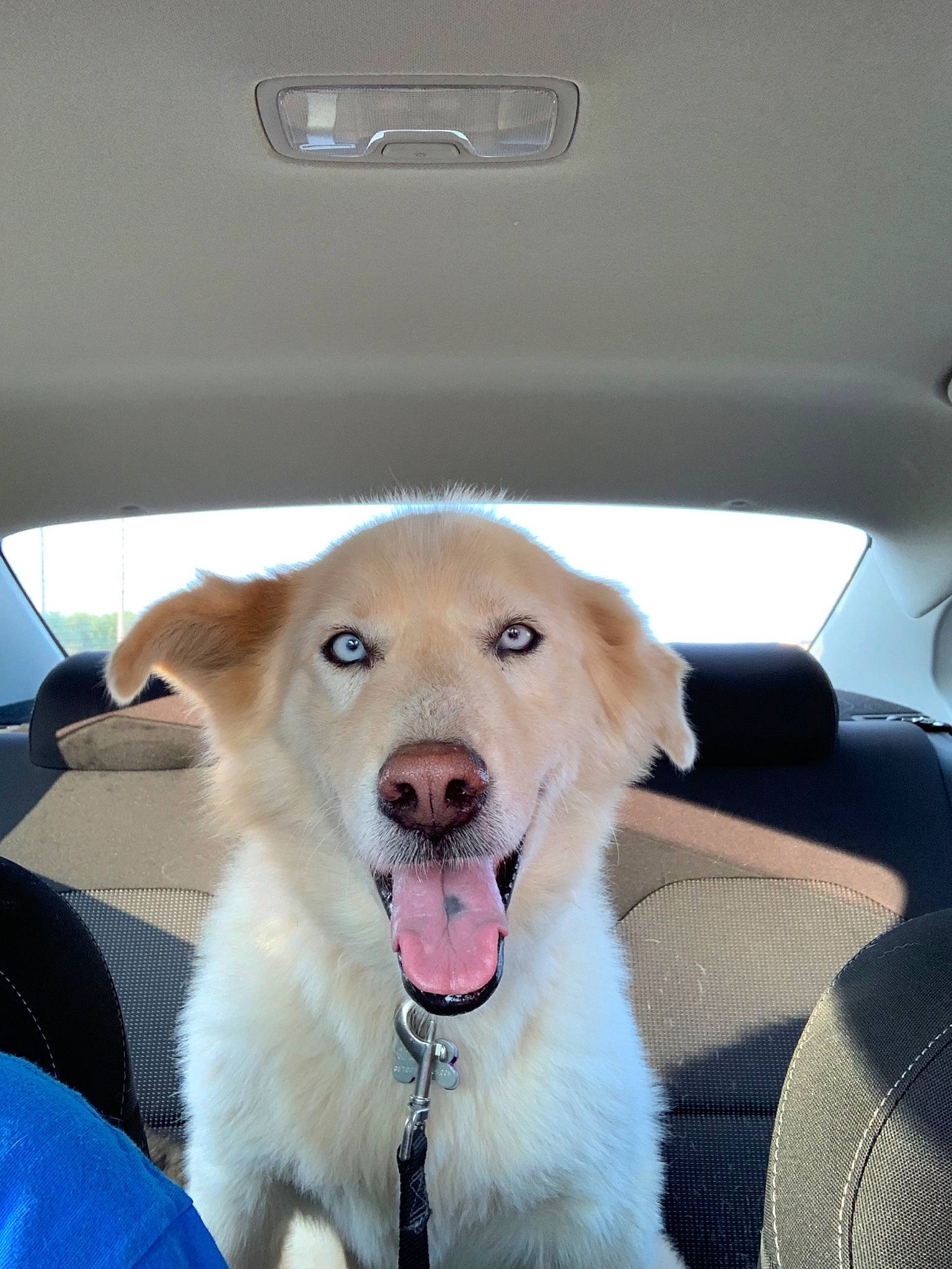 Cinderella joined the competition — help win amazing prizes! canidae, car, carnivore, companion_dog, dog, dog_breed, golden_retriever, jaw, labrador_husky, mammal, puppy, rare_breed_dog, retriever, snout, sporting_group, vehicle, vertebrate, working_dog