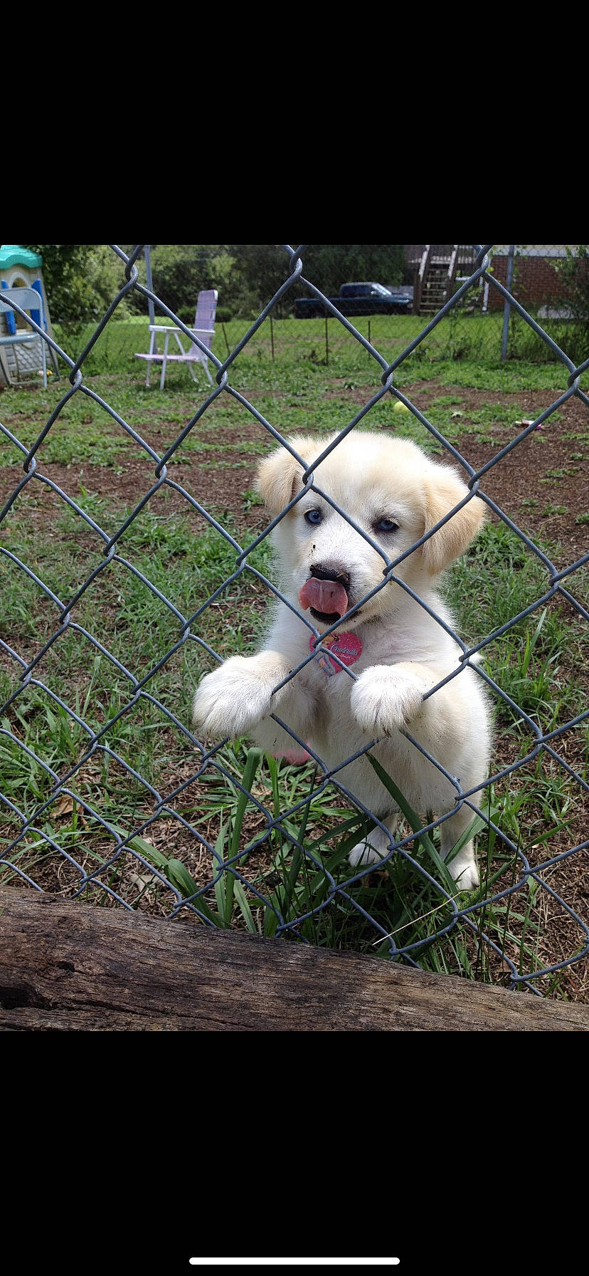 Cinderella joined the competition — help win amazing prizes! akbash_dog, animal_shelter, canidae, carnivore, central_asian_shepherd_dog, companion_dog, dog, dog_breed, fawn, labrador_retriever, livestock_guardian_dog, mammal, puppy, rafeiro_do_alentejo, retriever, snout, sporting_group, vertebrate