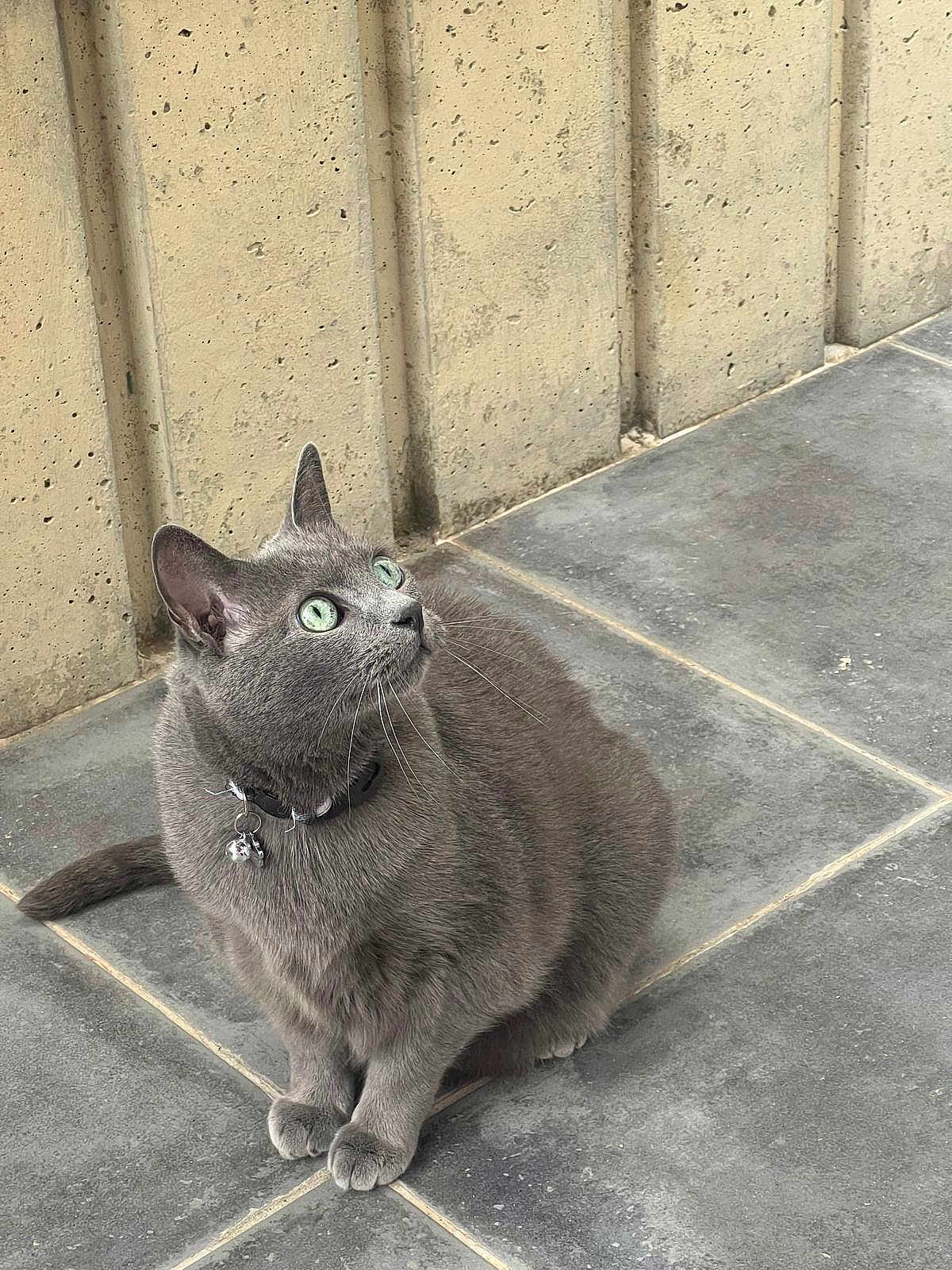 Felix