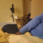Saber is registered to the contest to win money with this photo: black_pants, blanket, blue_sweater, casual, cat, comfort, cozy, dresser, fan, floor, furniture, home, indoor, lap, person, relaxation, sleeping_cat, tabby_cat, wall, yellow_blanket