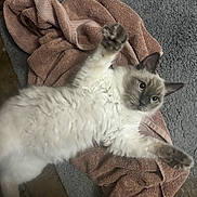 Prince Basil is registered to the contest to win money with this photo: cat, fluffy, blue_eyes, towel, stretching, paws, lying_down, indoor, floor, rug, brown, gray, feline, pet, whiskers, fur, cute, relaxed, animal, mammal