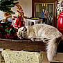 Prince Basil joined the competition — help win amazing prizes! cat, sleeping, wooden_shelf, gingerbread_dolls, christmas_decor, holiday, festive, fluffy_cat, indoor, cozy, framed_photo, couple, plant, red_decoration, table, chair, home, decor, furniture, relaxing