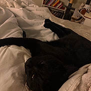 Bean joined the competition — help win amazing prizes! animal, bed, black_cat, blanket, bookshelf, cat, cat_tree, cozy, domestic_cat, fur, furniture, home, indoor, pet, relaxing, resting, sleep, sleeping, soft, white_blanket