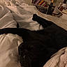 animal, bed, black_cat, blanket, bookshelf, cat, cat_tree, cozy, domestic_cat, fur, furniture, home, indoor, pet, relaxing, resting, sleep, sleeping, soft, white_blanket