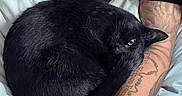 Bean is registered to the contest to win money with this photo: animal, arm, bed, bedding, black_cat, cat, claws, comfort, cozy, curled_up, feline, fur, indoor, person, pet, relaxation, resting, sleepy, tattoo, whiskers