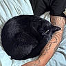 animal, arm, bed, bedding, black_cat, cat, claws, comfort, cozy, curled_up, feline, fur, indoor, person, pet, relaxation, resting, sleepy, tattoo, whiskers