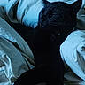 Bean is registered to the contest to win money with this photo: animal, bed, bedding, black_cat, blanket, cat, comfort, cozy, dark, ears, fur, indoor, paw, pet, relaxation, resting, shadow, sleeping, soft, whiskers