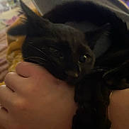 Bean joined the competition — help win amazing prizes! black_cat, cat, hand, lap, cozy, indoor, pet, animal, feline, playing, cuddling, person, wrist, bracelet, clothing, yellow_blanket, relaxing, closeup, domestic_animal, cute