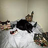 Bean is registered to the contest to win money with this photo: animal, black_cat, blanket, cat, christmas_trees, corner, cozy, cute, decorations, feline, holiday_scene, indoor, miniature_houses, pet, resting, small_objects, soft_texture, table, white_blanket, winter_theme