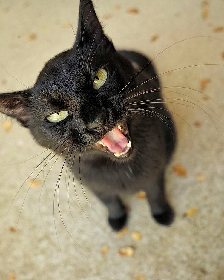 Pakito participe au concours pour gagner de l'argent avec cette photo : asian, black_cat, bombay, burmese, carnivore, cat, domestic_short_haired_cat, european_shorthair, eye, felidae, kitten, mammal, polydactyl_cat, small_to_medium_sized_cats, snout, whiskers