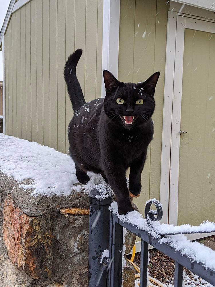 Pakito a rejoint le concours — aidez-le/la à gagner de superbes lots ! asian, black_cat, bombay, carnivore, cat, domestic_short_haired_cat, felidae, small_to_medium_sized_cats, snow, tail, whiskers, winter