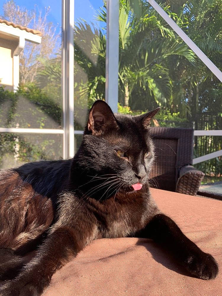 Pakito participe au concours pour gagner de l'argent avec cette photo : asian, black_cat, carnivore, cat, domestic_short_haired_cat, ear, european_shorthair, eye, felidae, fur, home, polydactyl_cat, sitting, small_to_medium_sized_cats, tabby_cat, tail, tree, whiskers, window