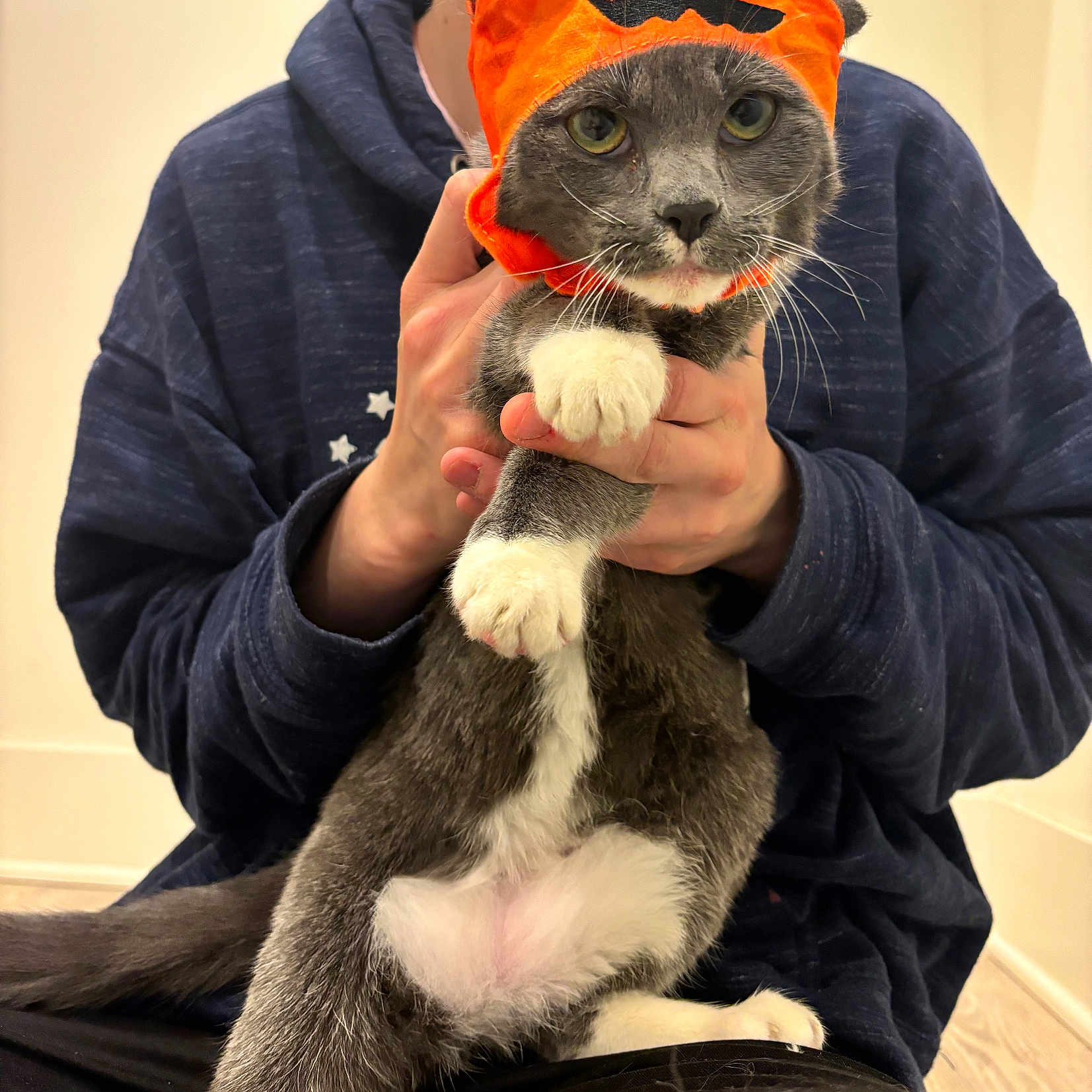 Nugget is registered to the contest to win money with this photo: animal, cat, costume, cute, expression, floor, front_paws, fur, gray_cat, hands, holding, hoodie, indoor, orange_hat, person, pet, pumpkin_hat, sitting, whiskers, white_paws