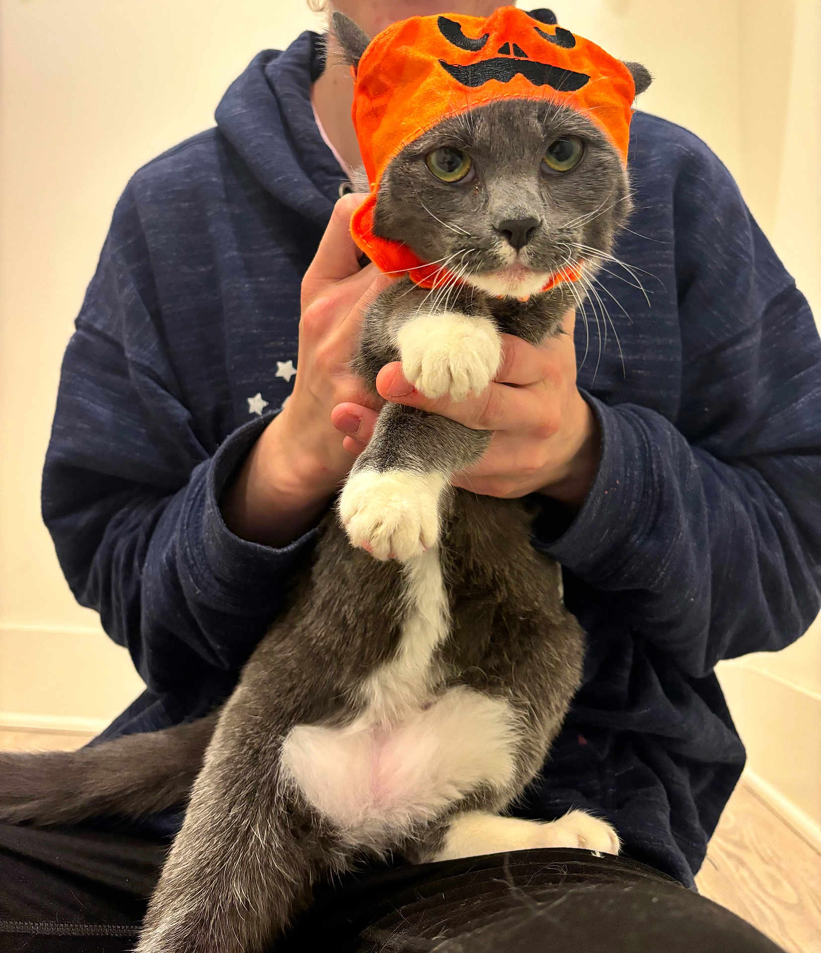 Nugget is registered to the contest to win money with this photo: animal, cat, costume, cute, expression, floor, front_paws, fur, gray_cat, hands, holding, hoodie, indoor, orange_hat, person, pet, pumpkin_hat, sitting, whiskers, white_paws