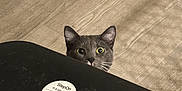 Nugget joined the competition — help win amazing prizes! animal, baseboard, black_bin, cat, closeup, curious, ears, eyes, face, floor, gray_cat, home, indoor, lid, peeking, pet, sticker, trash_bin, whiskers, wood_floor