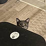 animal, baseboard, black_bin, cat, closeup, curious, ears, eyes, face, floor, gray_cat, home, indoor, lid, peeking, pet, sticker, trash_bin, whiskers, wood_floor
