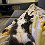 Nugget is registered to the contest to win money with this photo: animal, blanket, cat, couch, cozy, cute, feline, fur, gray_cat, home, indoor, lying_down, nap_time, paw, pet, relaxed, sleepy, sunflower_pattern, whiskers, white_cat