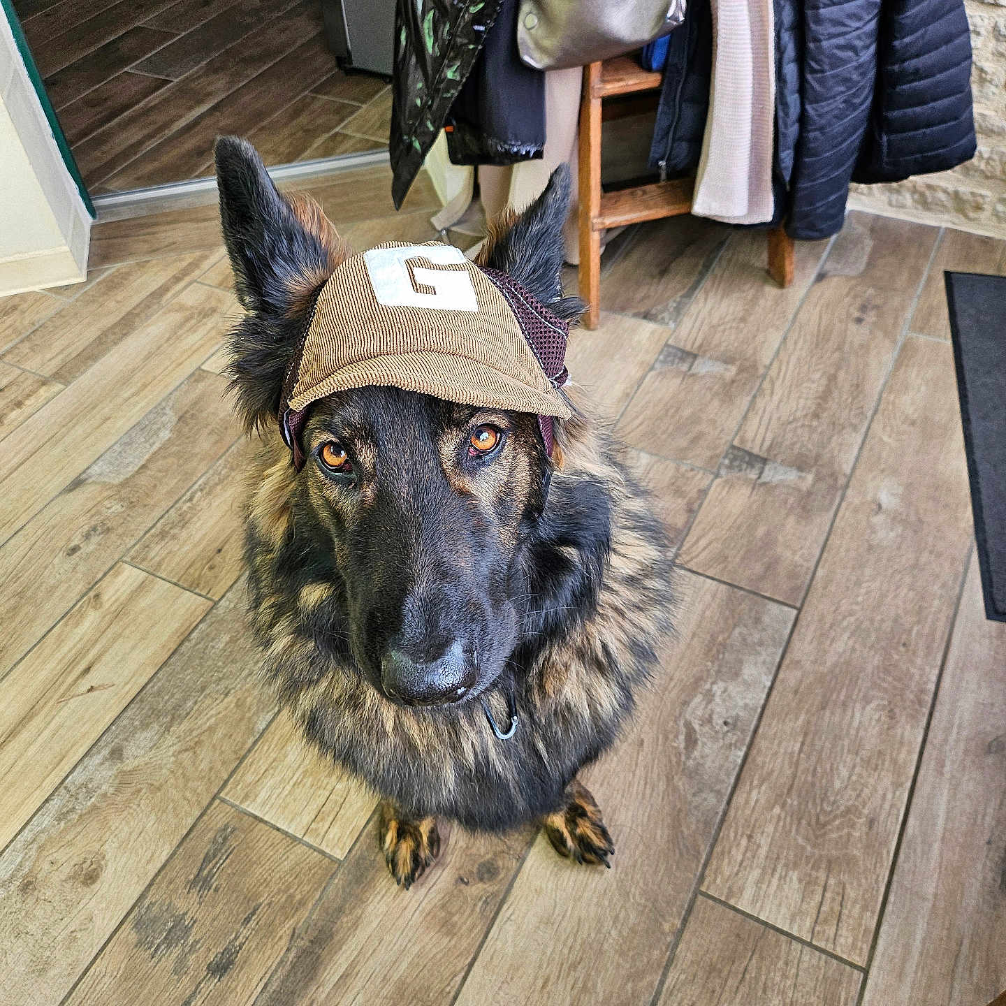 Sky participe au concours pour gagner de l'argent avec cette photo : animal, bag, black, brown, canine, coat, companion, dog, domestic, ears, floor, fur, german_shepherd, hat, house, indoor, looking_up, pet, portrait, wooden_floor