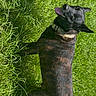 Bane is registered to the contest to win money with this photo: animal, black_dog, brindle, collar, dog, garden, grass, happy, lawn, lying_down, nature, outdoors, pet, playful, portrait, relaxed, smiling, sprawled, sunlight, tongue_out