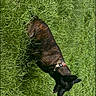 animal, black_dog, brindle, brown_fur, canine, collar, dog, ears, grass, greenery, lawn, lying, nature, outdoor, pet, photography, portrait, resting, side_view, top_down