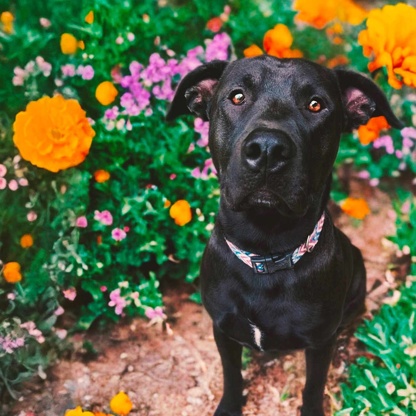 Zeus is registered to the contest to win money with this photo: animal, black_dog, collar, cute, dog, ears, eyes, flower, fur, garden, nature, orange_flower, outdoor, pet, plant, portrait, purple_flower, sitting, snout, soil