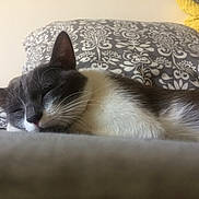 Toulouse participe au concours pour gagner de l'argent avec cette photo : cat, sleeping, gray_and_white, indoor, pillow, patterned, close_up, cozy, resting, feline, whiskers, fur, relaxation, bedroom, domestic_cat, nap, quiet, peaceful, soft_surface, animal